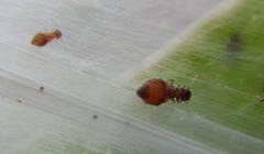 Archipsocus