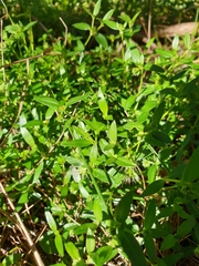 Opercularia ovata