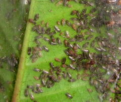 Archipsocus