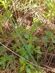 Opercularia ovata