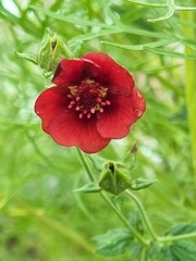 Potentilla thurberi