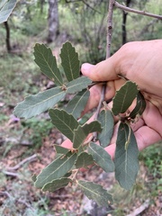 Quercus oblongifolia