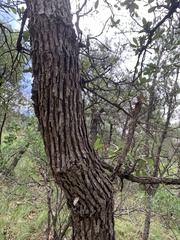 Quercus oblongifolia