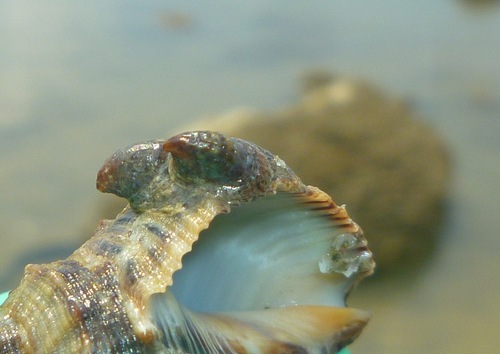 Crepidula incurva, 2012-08-03
