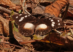 Aterica galene theophane