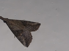 Hypena minualis