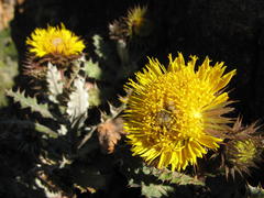 Berkheya dregei