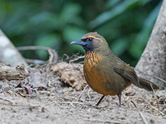 Garrulax annamensis