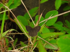 Ypthima tabella
