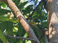 Phyllergates cucullatus