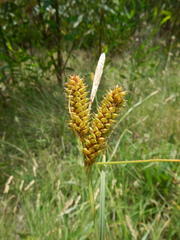 Carex clavata