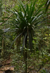 Pandanus balansae