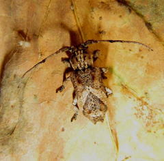 Pterolophia angulata marshalli