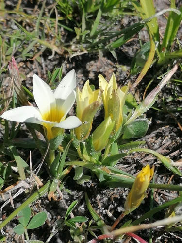 Romulea flava