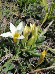 Romulea flava