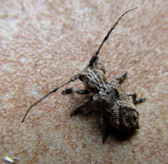 Pterolophia angulata marshalli