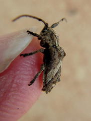 Pterolophia angulata marshalli