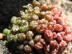 Conophytum minusculum