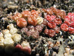 Conophytum minusculum