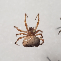 Araneus trifolium