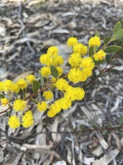 Acacia buxifolia