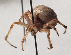 Araneus trifolium