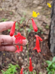 Penstemon wislizeni
