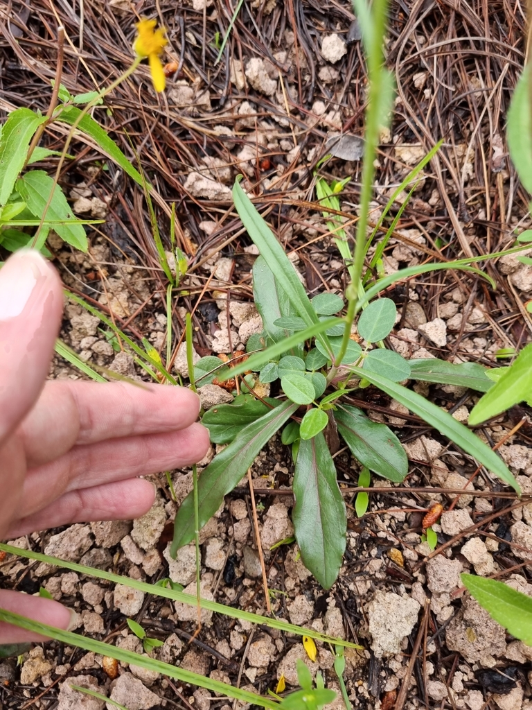 Wislizenus' Beardtongue