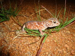 Chondrodactylus angulifer