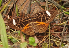 Catuna sikorana