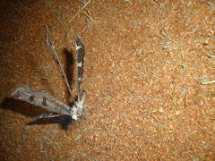 Crambomorphus namibicus