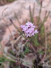 Carphochaete pringlei