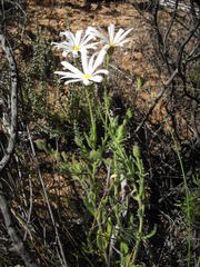 Felicia hirsuta