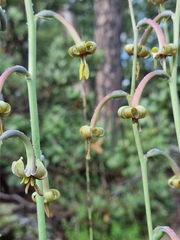 Manfreda singuliflora