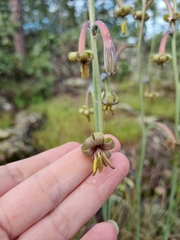 Manfreda singuliflora