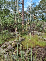 Manfreda singuliflora