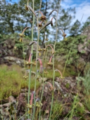 Manfreda singuliflora