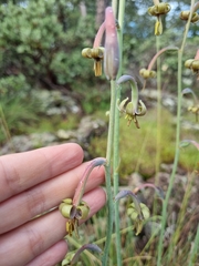 Manfreda singuliflora