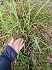 Manfreda singuliflora