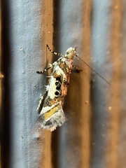 Aristotelia elegantella