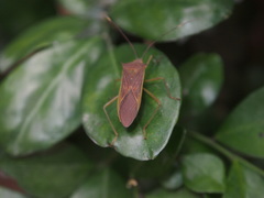 Paradasynus spinosus