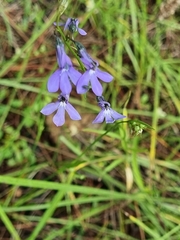 Lobelia fenestralis