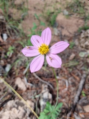 Cosmos palmeri