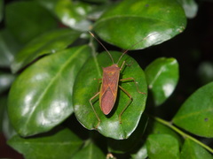 Paradasynus spinosus