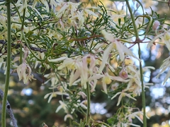 Clematis leptophylla