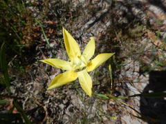 Moraea bituminosa