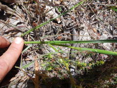 Moraea bituminosa