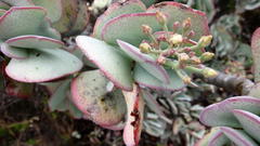 Crassula arborescens arborescens