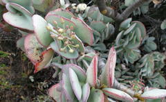 Crassula arborescens arborescens