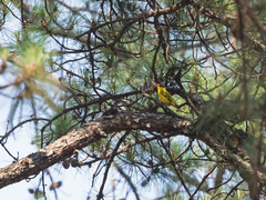 Oriolus tenuirostris